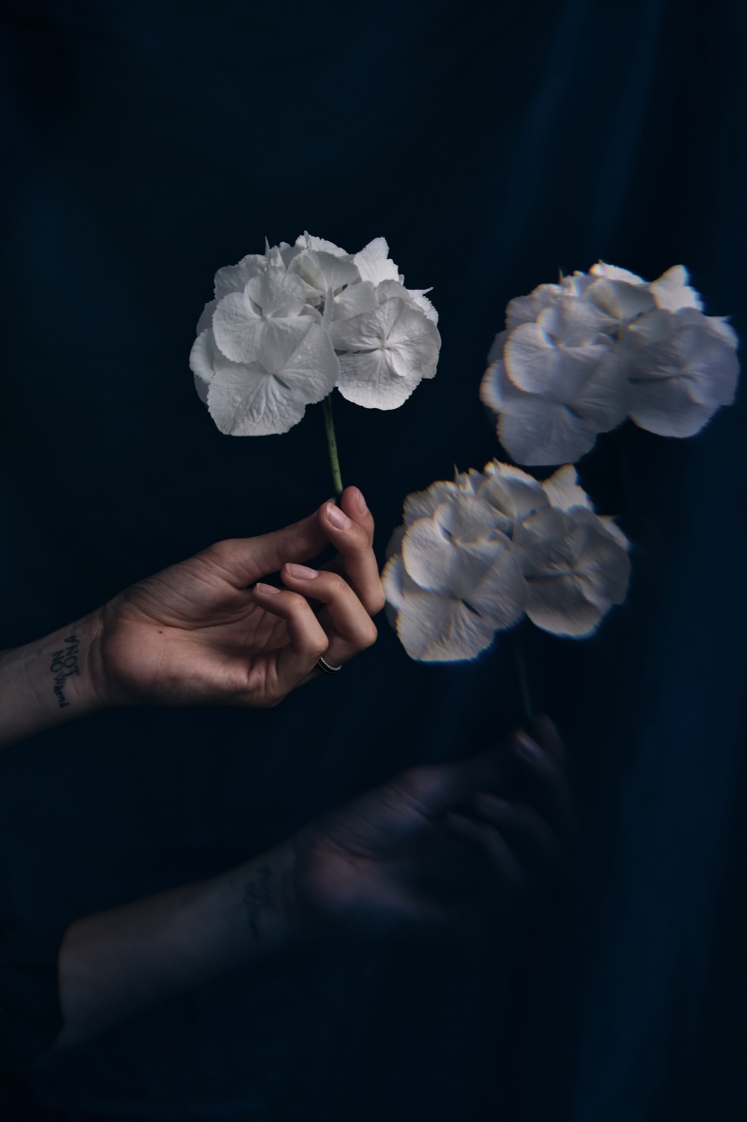 Botanical Exposure — флористична инсталация, София 2026