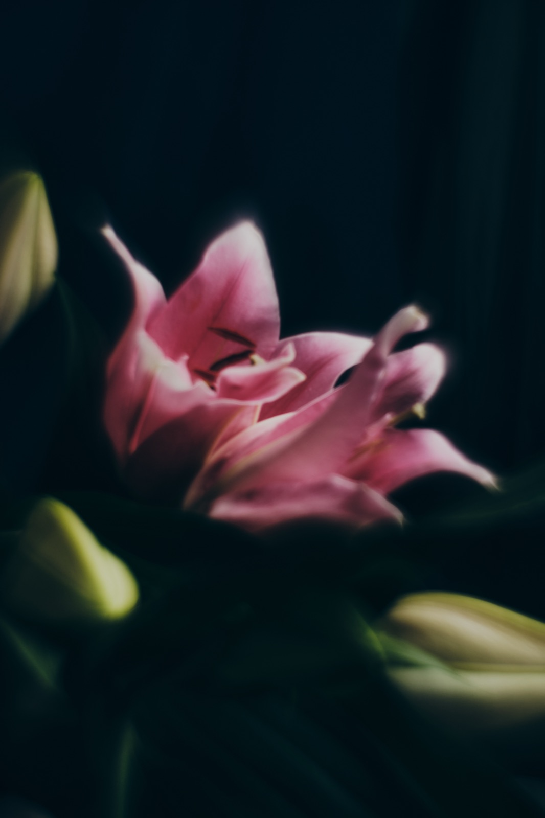 Botanical Exposure — работа на Игор Огий 1