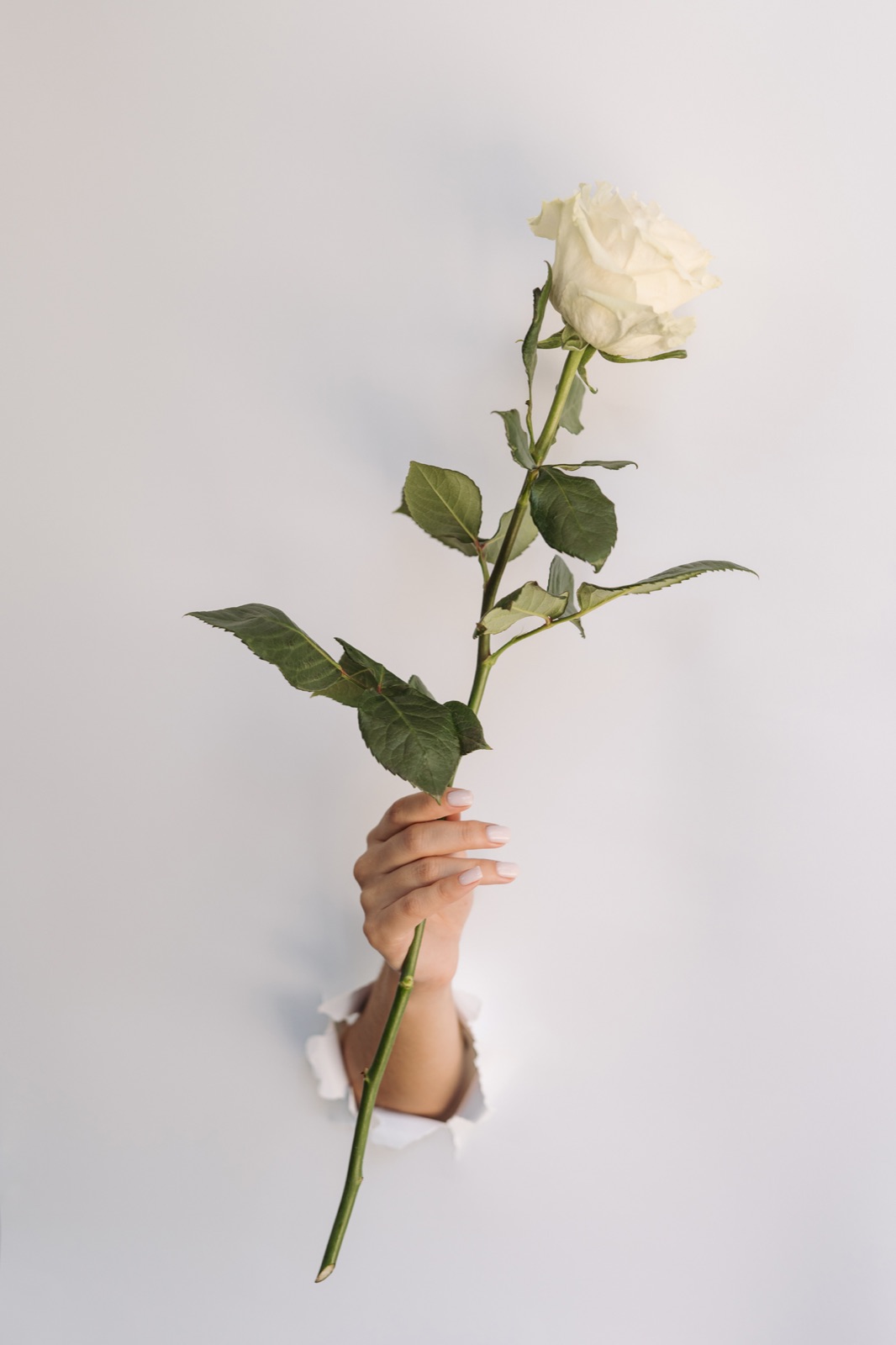 Pure Exposure — арт-проект на Mireya Fleur Boutique, фотограф Екатерина Зубкова